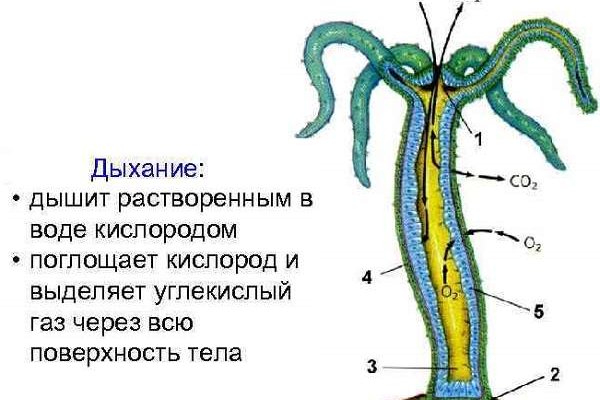 Kraken darknet market зеркало